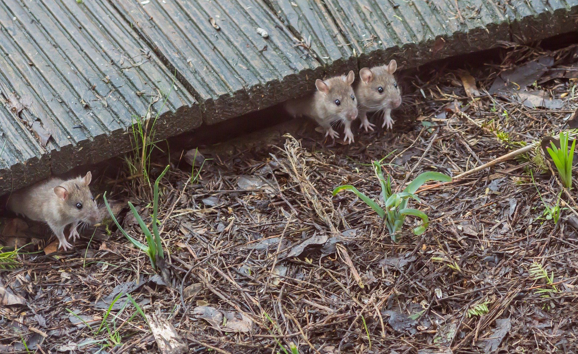 6 Common Rodents Every Homeowner Should Know