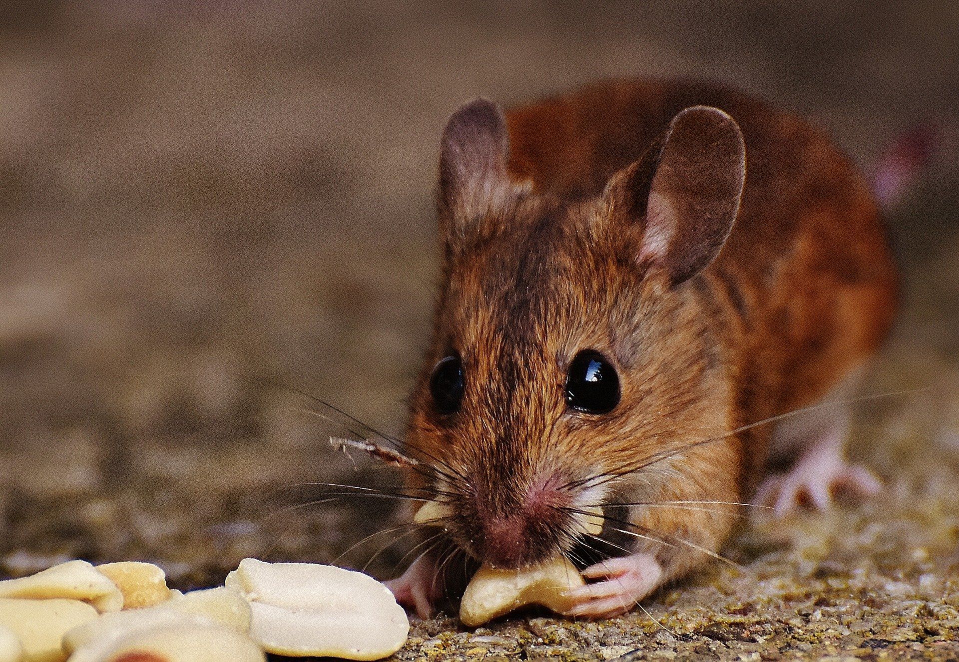 3 Ways Mice Spread Disease in Your Home
