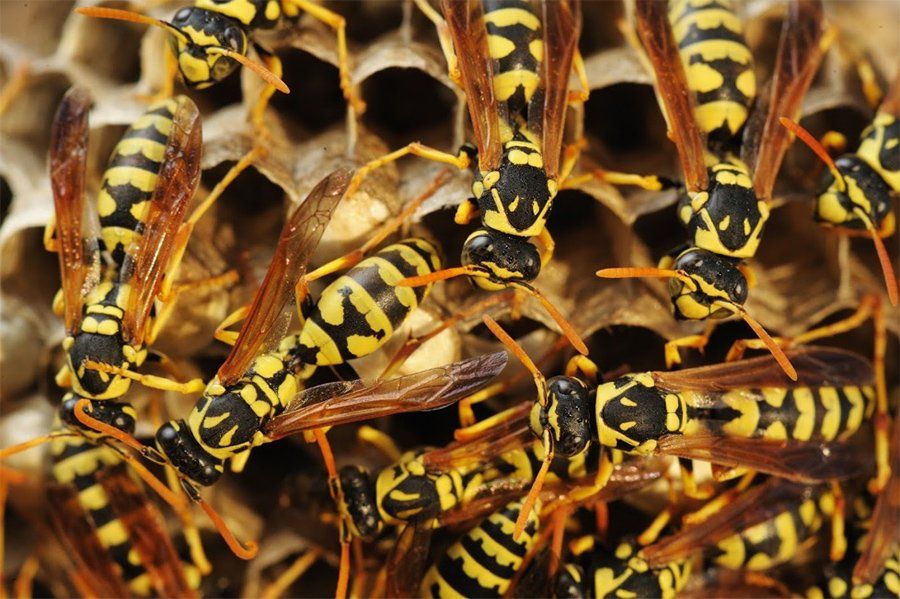 What to Know About Wasps
