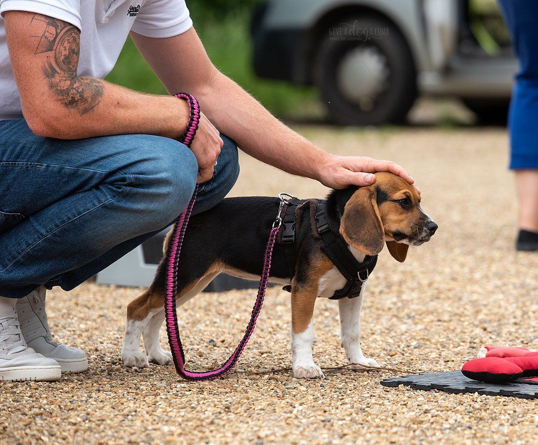 sniffer-dogs