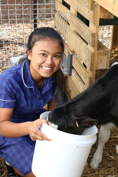 cows create careers program