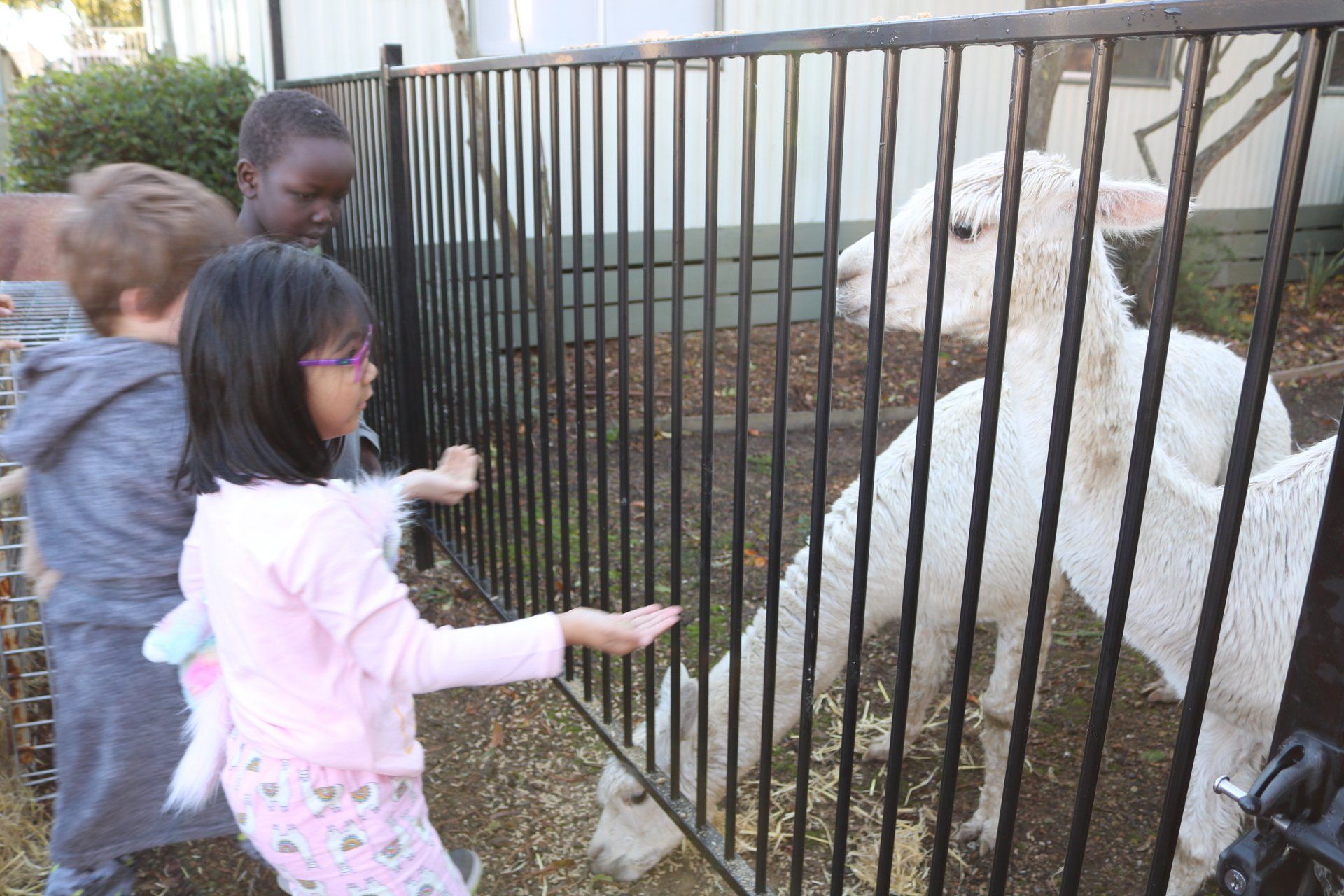 National Simultaneous Storytime Alpaca Visit