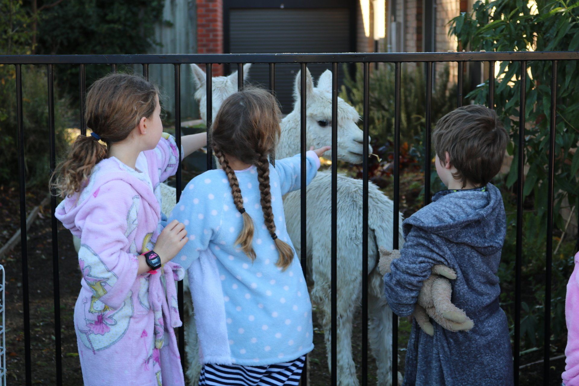 National Simultaneous Storytime Alpaca Visit