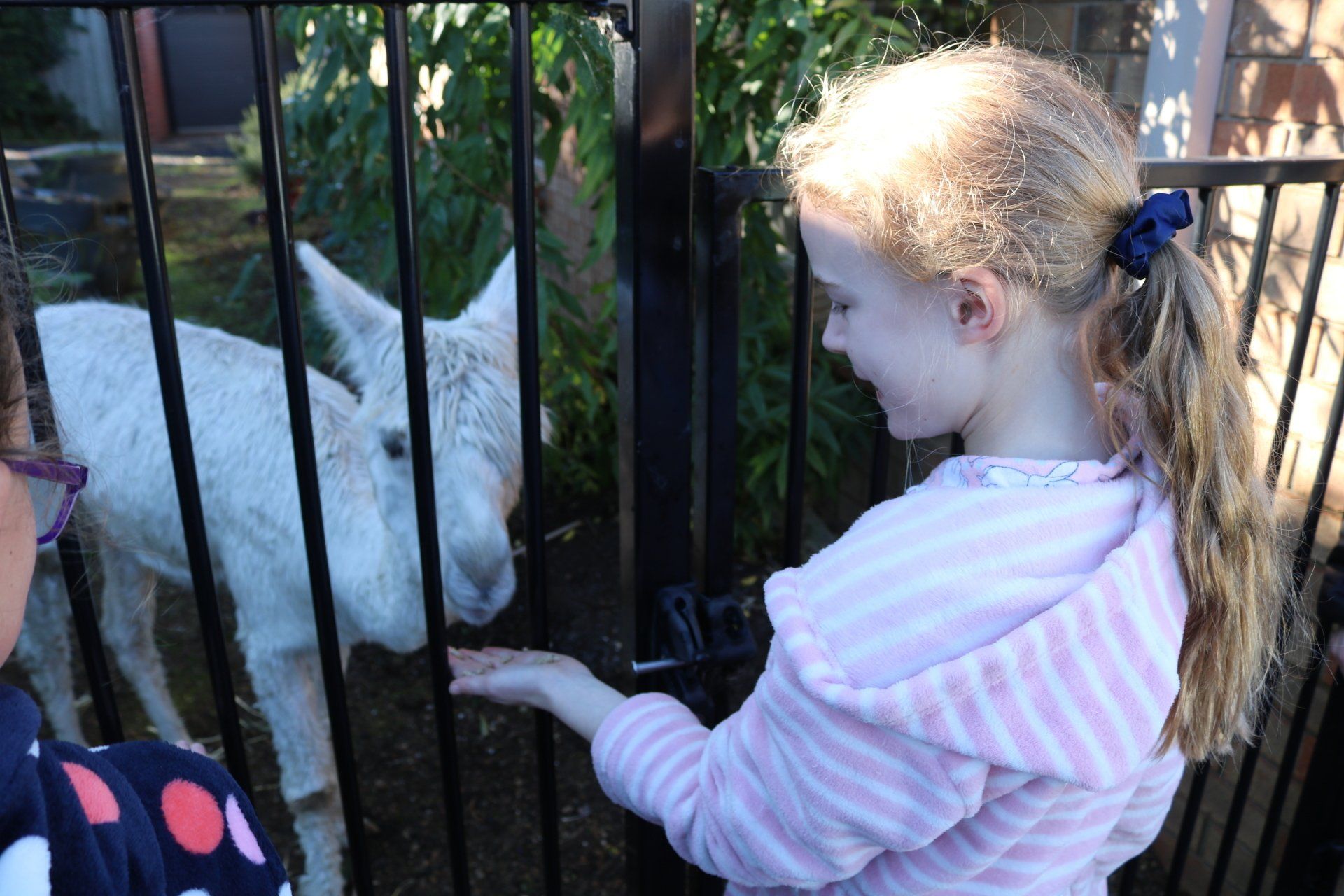 National Simultaneous Storytime Alpaca Visit