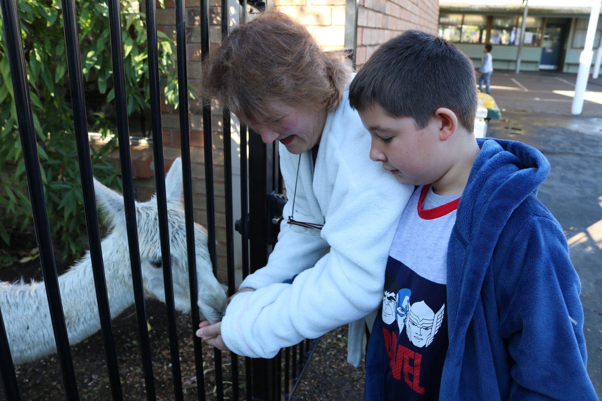 National Simultaneous Storytime Alpaca Visit
