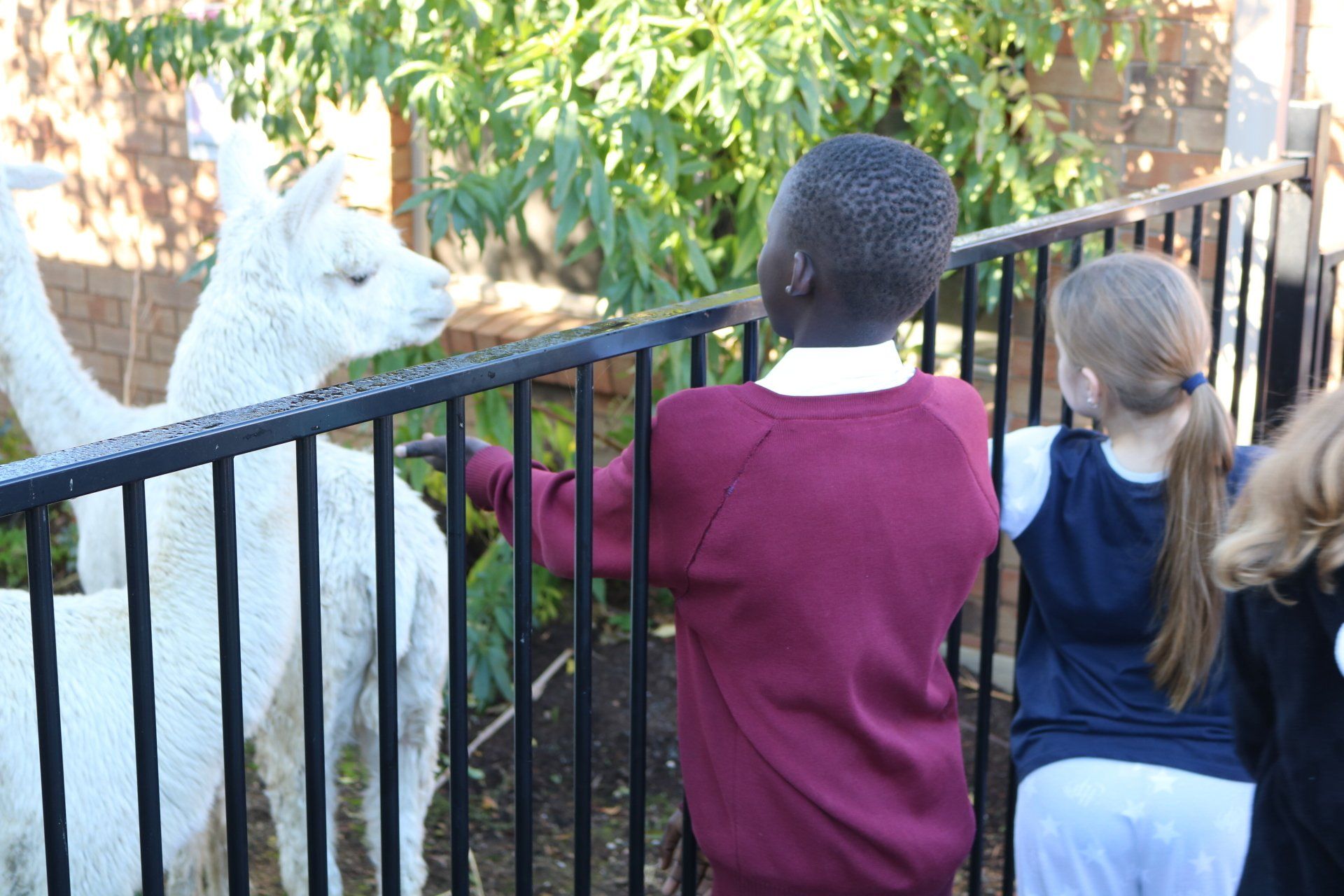 National Simultaneous Storytime Alpaca Visit