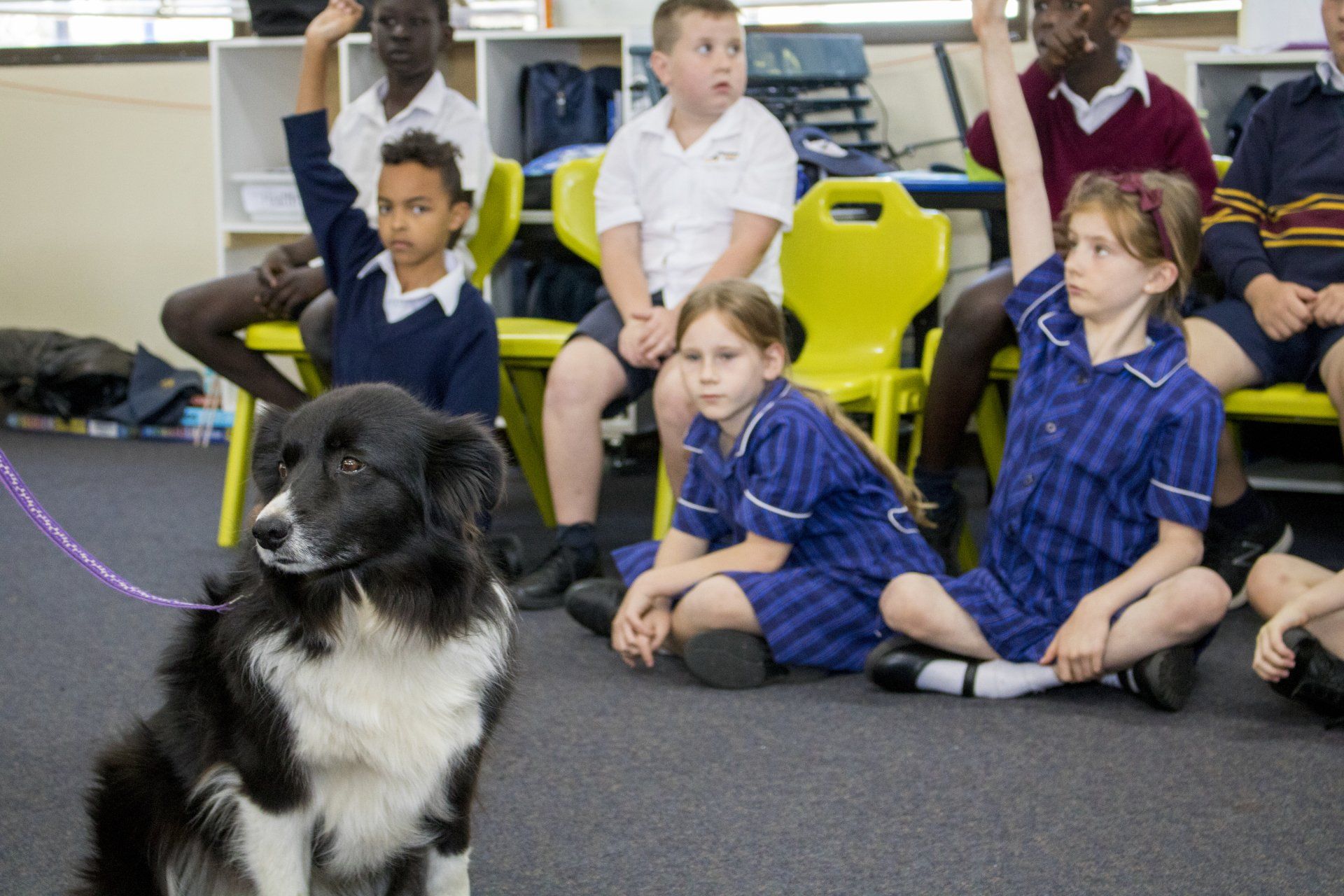 Primary: Pet Safe Education Incursion
