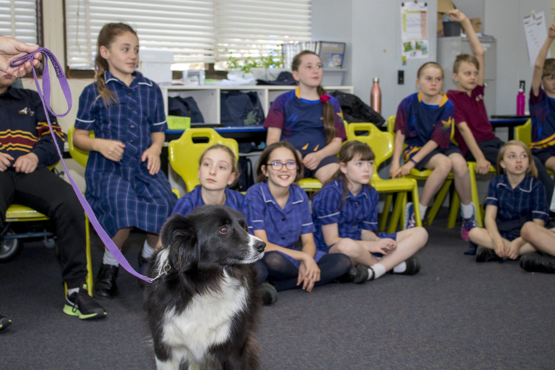 Primary: Pet Safe Education Incursion
