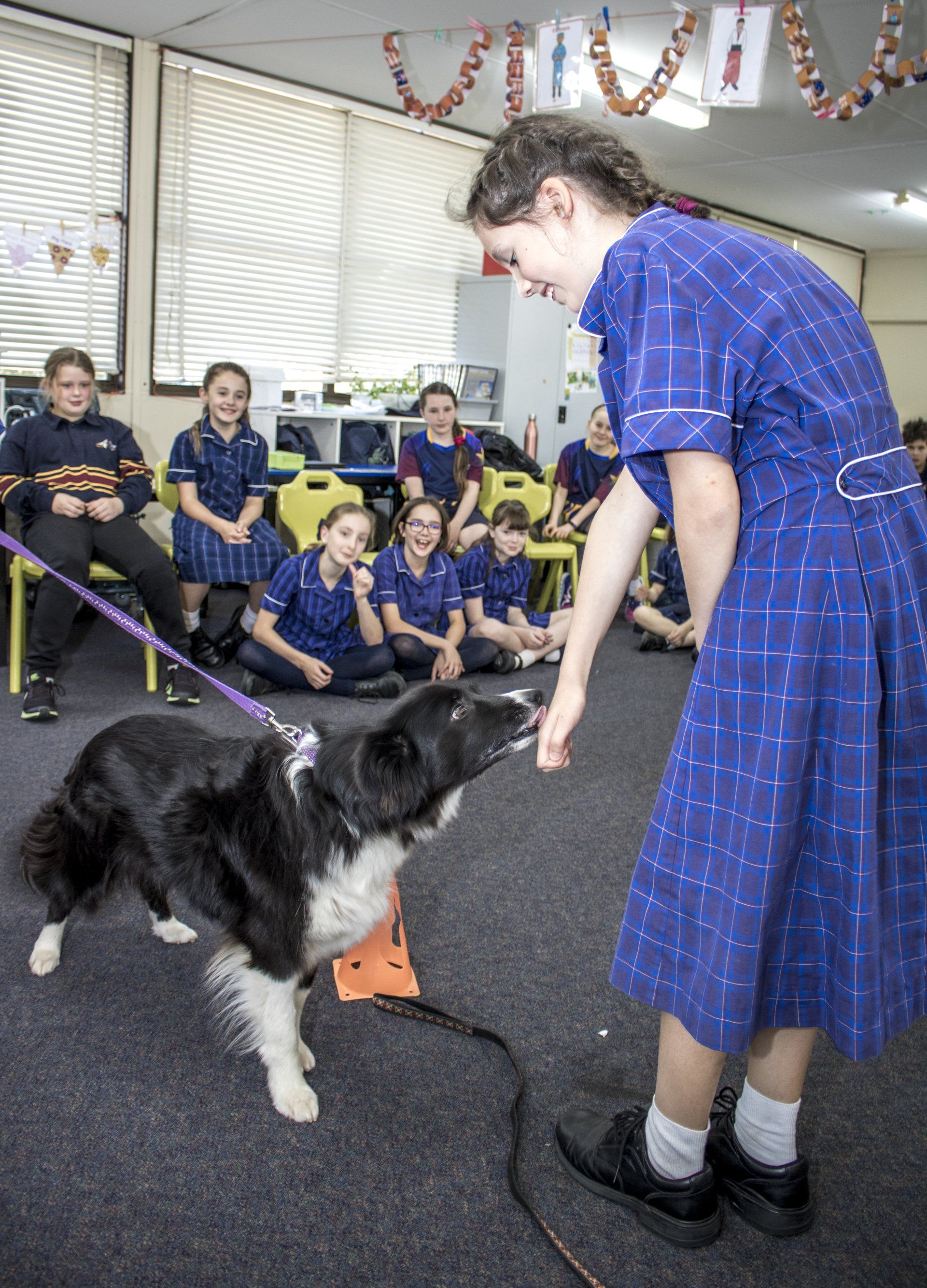 Primary: Pet Safe Education Incursion