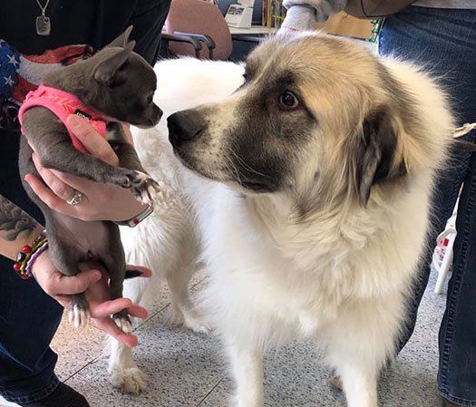 parkway emergency vet