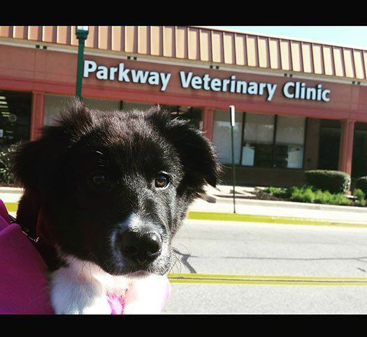 parkway veterinary