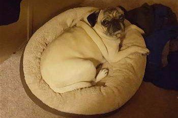 The Best Type of Bed for a Pug Puppy or Dog