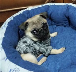 Pug Dog Itching Problems
