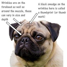 pug muzzle
