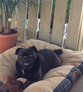 pug allergies benadryl