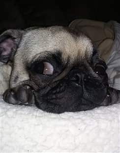 pug allergies benadryl