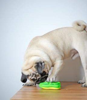 my pugs tail has gone straight