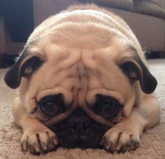 Female Pug Dogs and the Heat Cycle