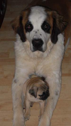 st bernard pug