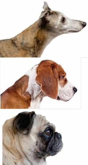 brachycephalic obstructive airway syndrome