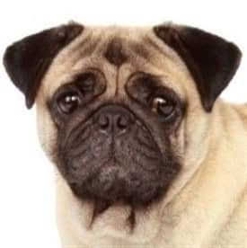 Pug Dog Ears Care Cleaning And Problems