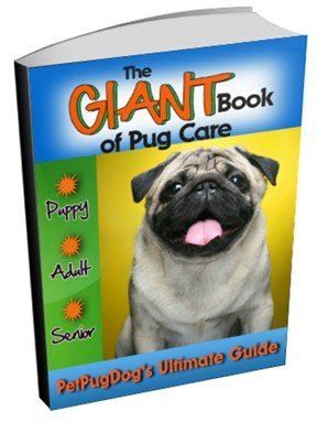 best chew toys for pugs