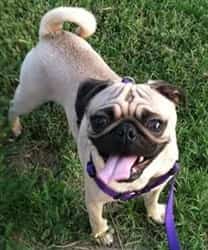 different colored pugs