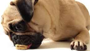 how to feed pug puppy