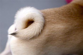 pugs tail not curled