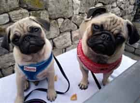 harness for pugs that pull