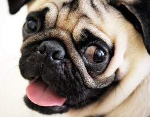 pugs and eye problems