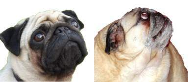 pug flat face