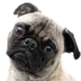 pug ear cleaning solution