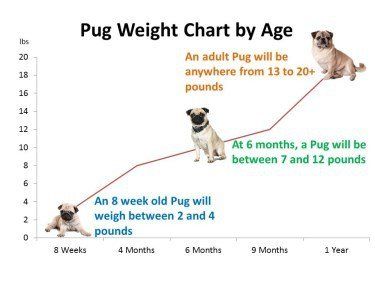 Pug Age | Growth Chart | Puppy and Adult