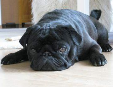 Female Pug Dogs and the Heat Cycle