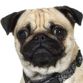 Pug Dog Ears Care Cleaning And Problems Pug Dog Ears Care Cleaning And Problems
