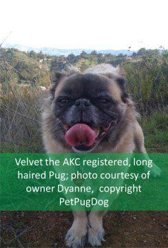long haired pug breed
