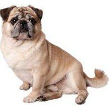 Double coated pug Clearance