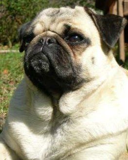 How To Know If Your Pug Needs Nose Surgery