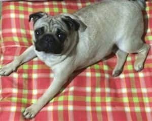 silver grey pugs for sale
