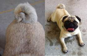 pug double curl tail