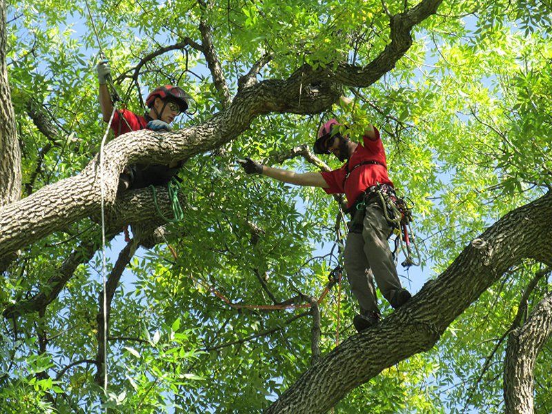 ArborMaster Photo GalleryTree Climbing & Work Positioning Photo Gallery