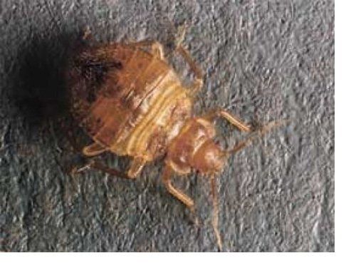 New York Bed Bug Removal