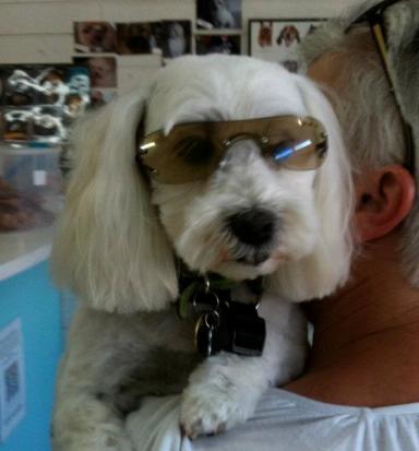 large breed dog groomers