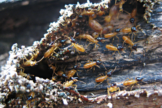 A Huge Red Flag For A Termite Infestation Is The Presence Of Mud