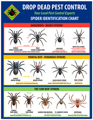 Spider Identification Chart Virginia