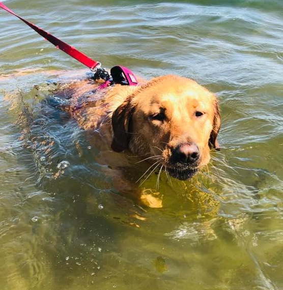 animal planet figures