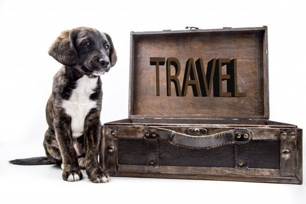 defra pet travel
