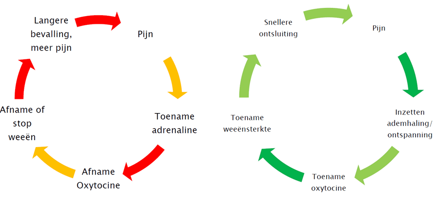 Voorbereiding op je bevalling