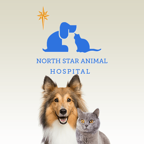 Vet Clinic in San Antonio & Castle Hills, TX Animal Hospital